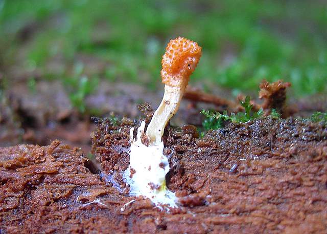 Cordyceps spec.